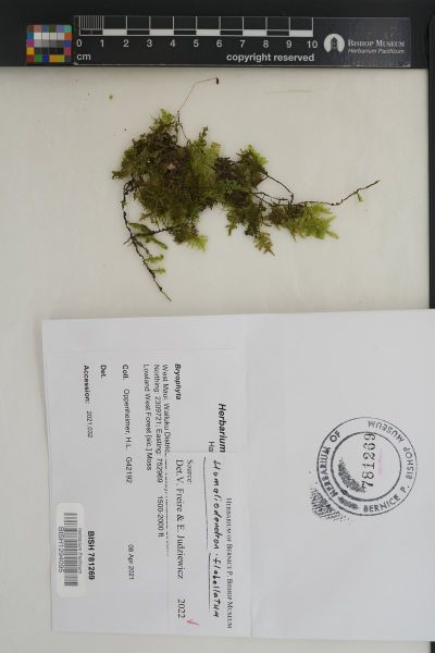 Homaliodendron flabellatum