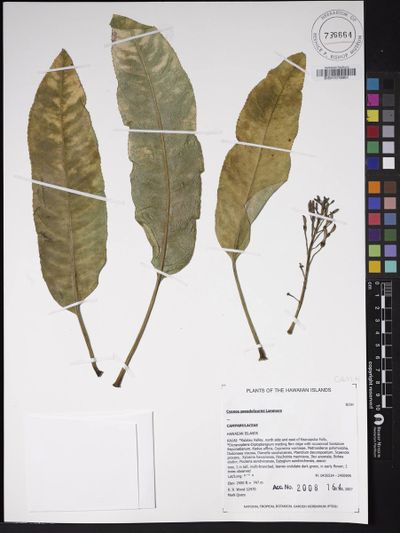 Cyanea pseudofauriei
