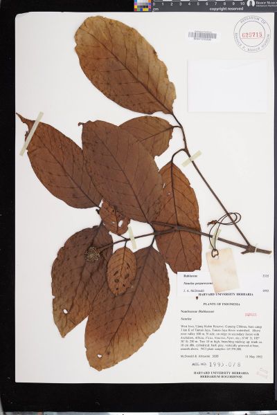 Neonauclea calycina