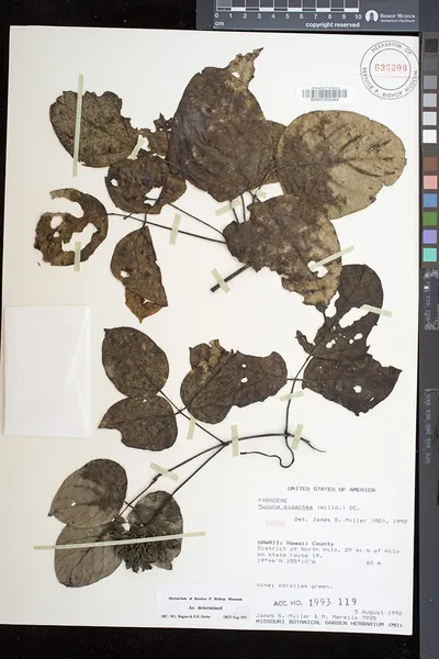 Mucuna gigantea