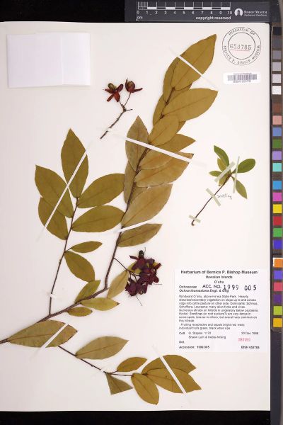 Ochna thomasiana