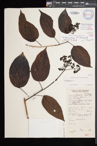 Rubiaceae