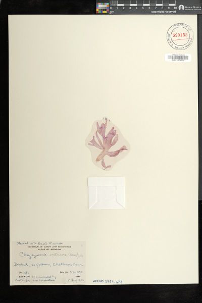 Chrysymenia ventricosa