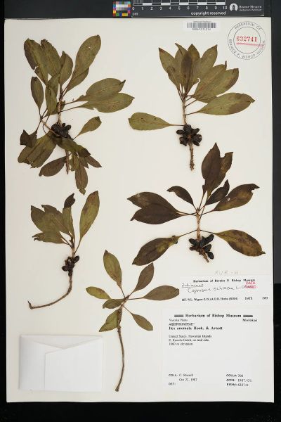 Coprosma ochracea