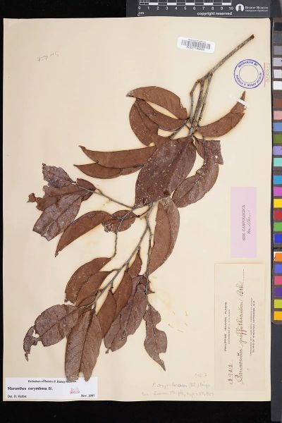 Maranthes corymbosa