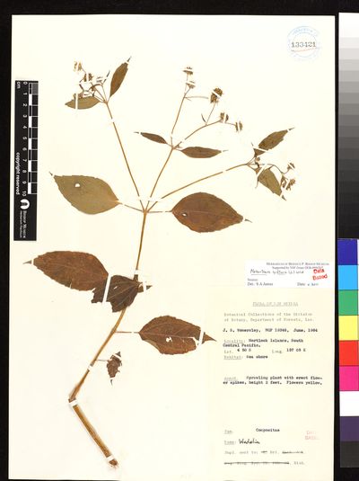 Wollastonia biflora