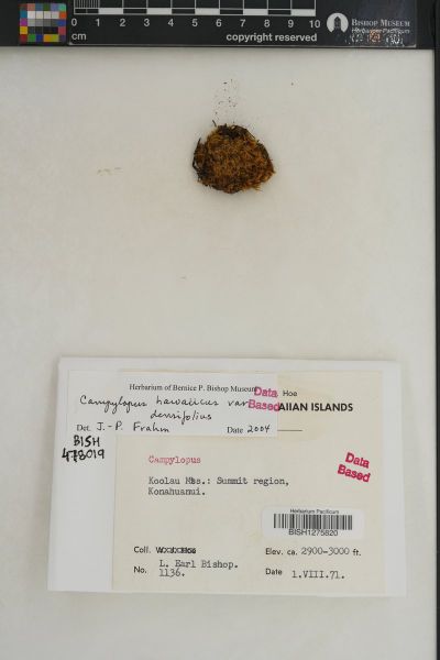 Campylopus hawaiicus