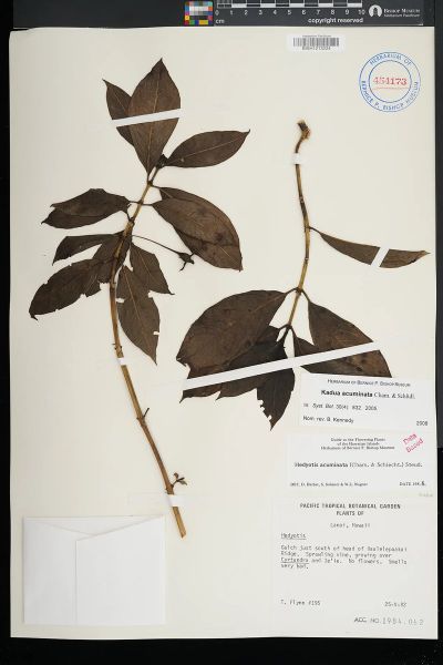 Kadua acuminata