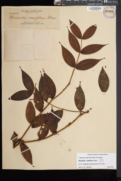 Medinilla ramiflora