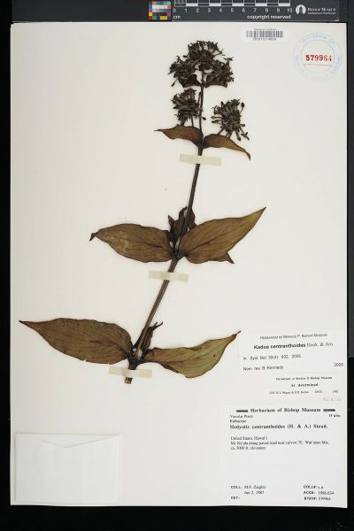 Kadua centranthoides