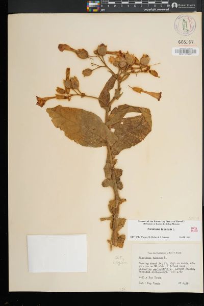 Nicotiana tabacum