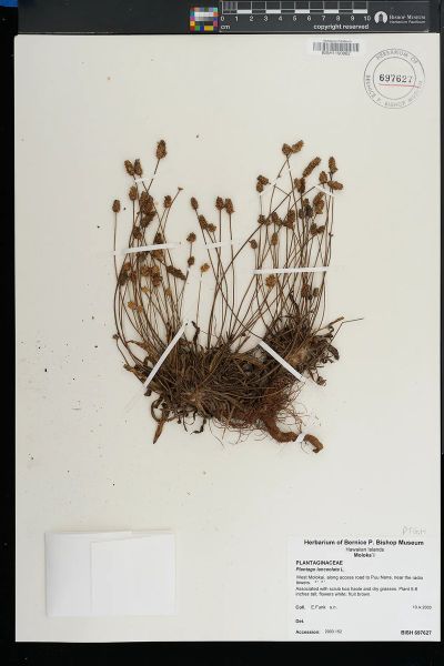 Plantago lanceolata
