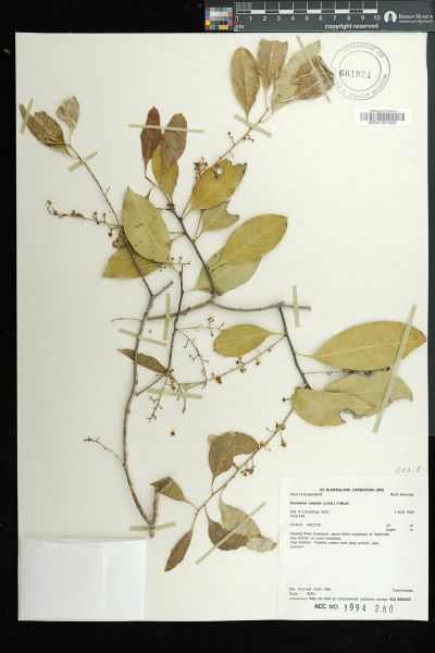 Denhamia oleaster