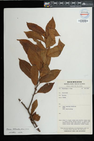 Maesa tetrandra