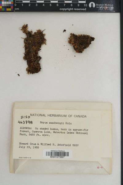 Ptychostomum schleicheri