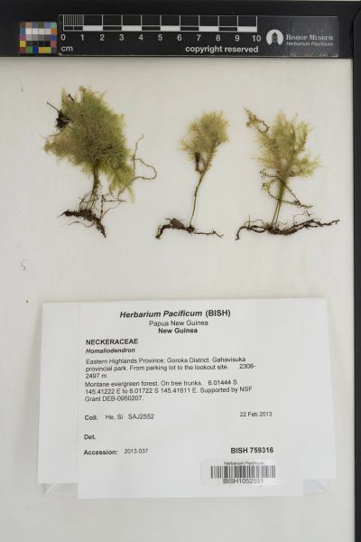 Homaliodendron