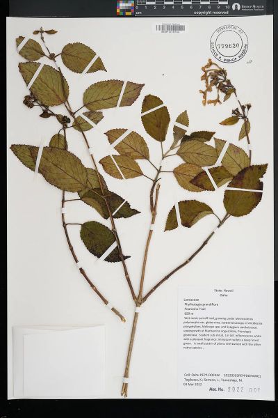Phyllostegia grandiflora