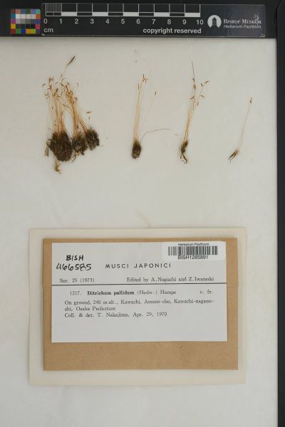 Ditrichum pallidum