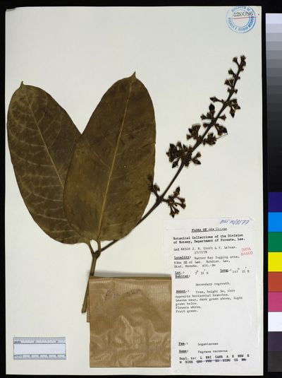 Utania racemosa