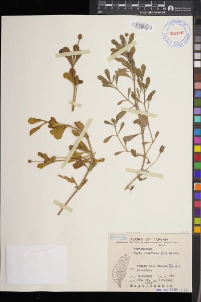 Phyla nodiflora