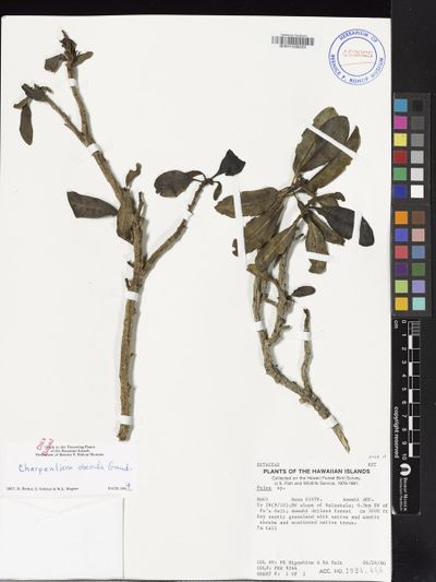 Charpentiera obovata