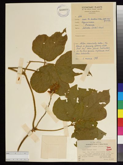 Pueraria montana