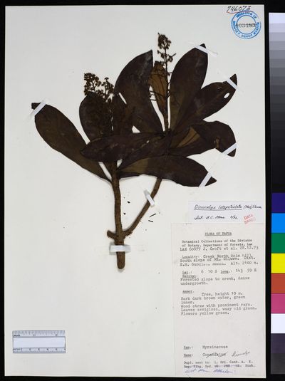 Discocalyx latepetiolata