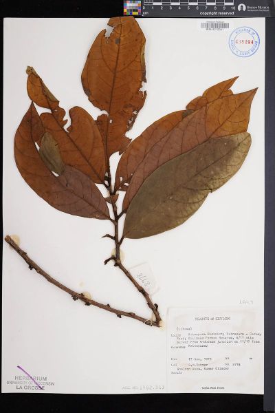 Litsea