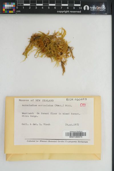 Acrocladium auriculatum