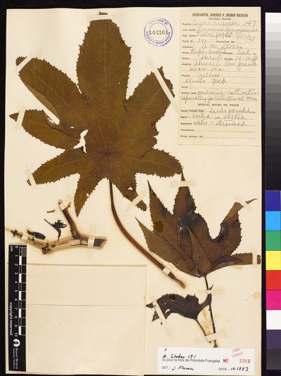 Ricinus communis