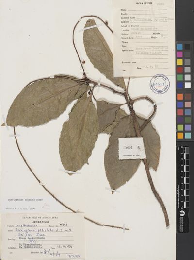 Barringtonia seaturae