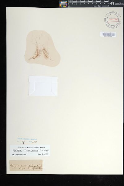 Bangia atropurpurea