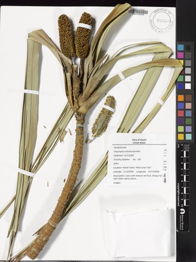 Freycinetia arborea