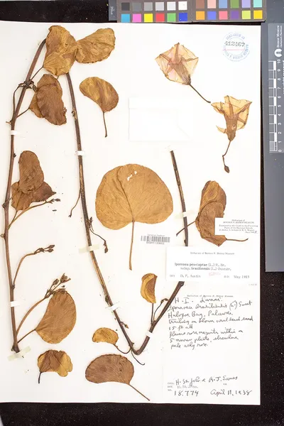 Ipomoea pes-caprae
