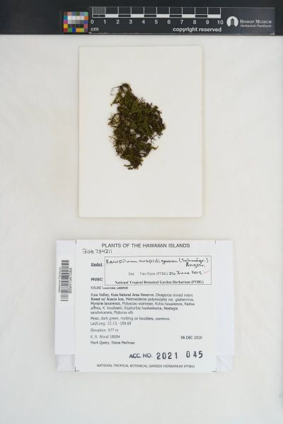 Racopilum cuspidigerum
