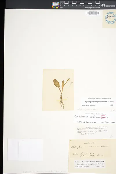 Ophioglossum polyphyllum