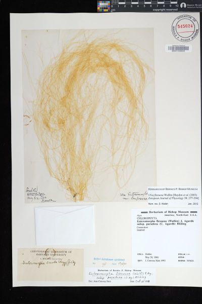 Ulva flexuosa