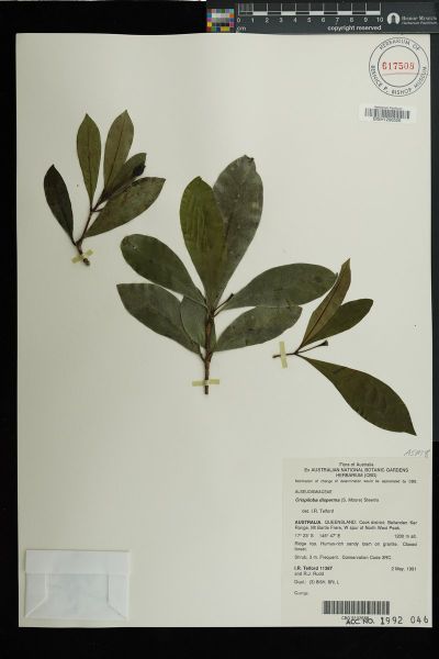 Crispiloba disperma