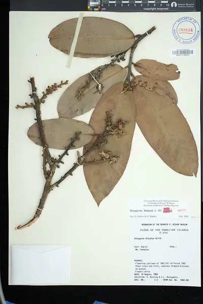 Diospyros blancoi