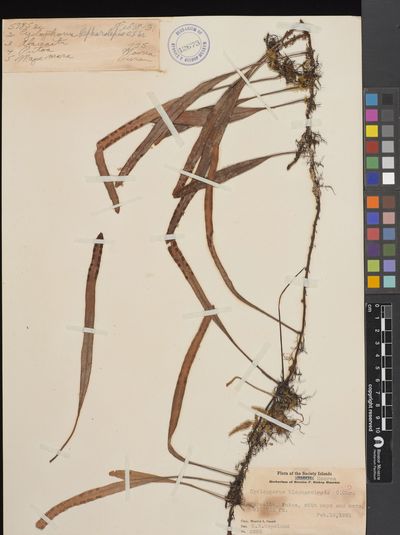 Pyrrosia serpens