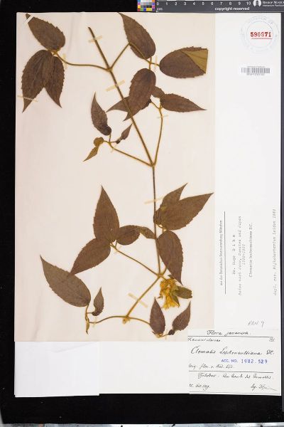 Clematis leschenaultiana
