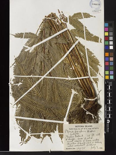 Pteris biaurita