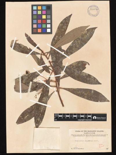 Discocalyx megacarpa