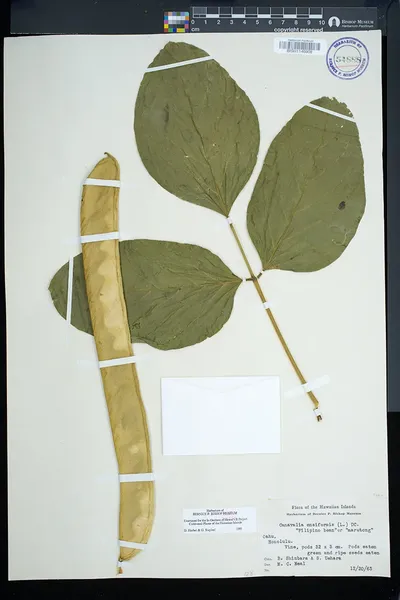 Canavalia ensiformis