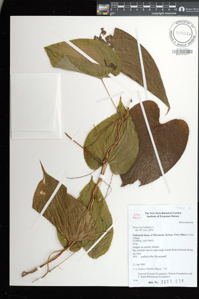 Dioscorea bulbifera