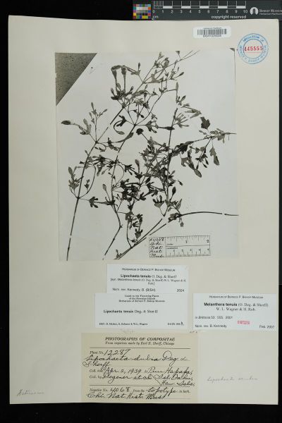 Lipochaeta tenuis