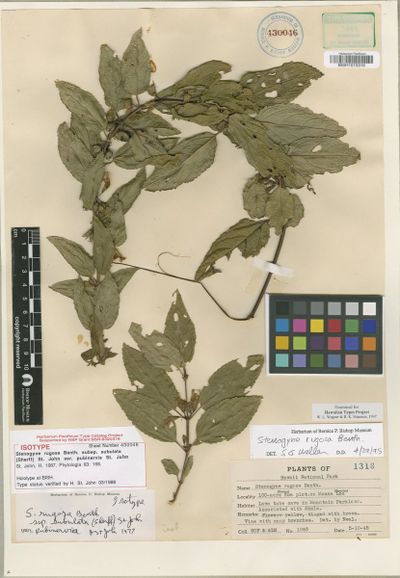 Stenogyne rugosa