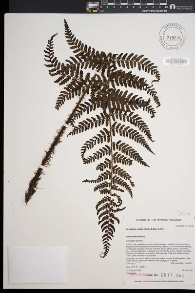 Dryopteris crinalis