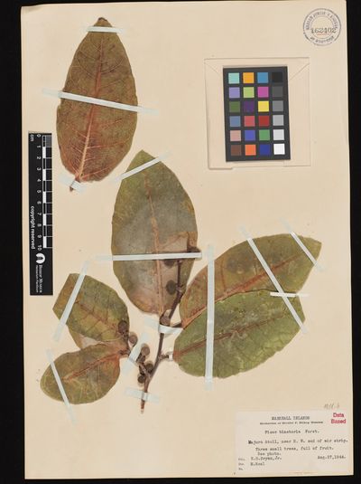Ficus tinctoria