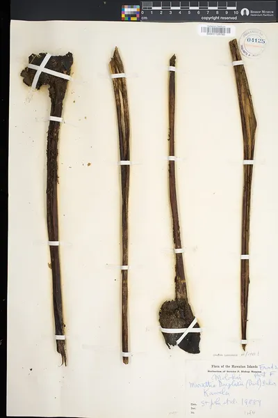Marattia douglasii